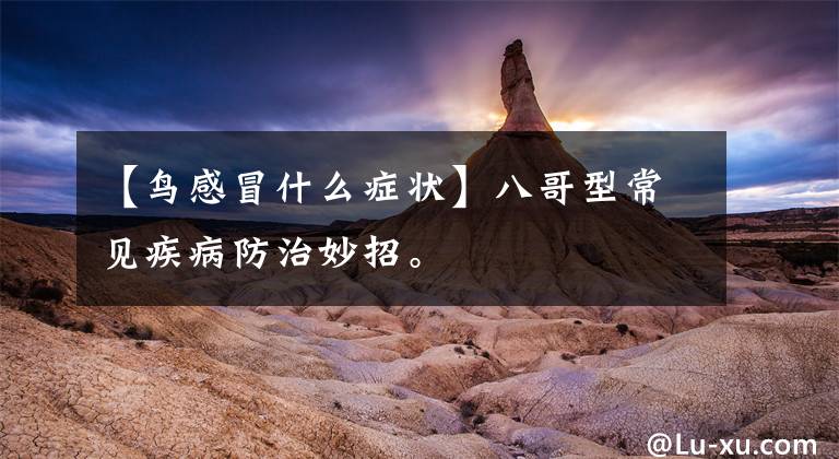 【鸟感冒什么症状】八哥型常见疾病防治妙招。