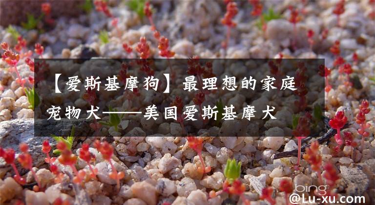 【爱斯基摩狗】最理想的家庭宠物犬——美国爱斯基摩犬