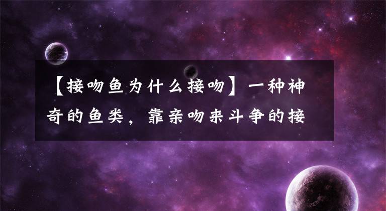【接吻鱼为什么接吻】一种神奇的鱼类，靠亲吻来斗争的接吻鱼