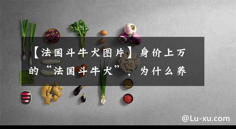 【法国斗牛犬图片】身价上万的“法国斗牛犬”，为什么养的人很少？源于这6点