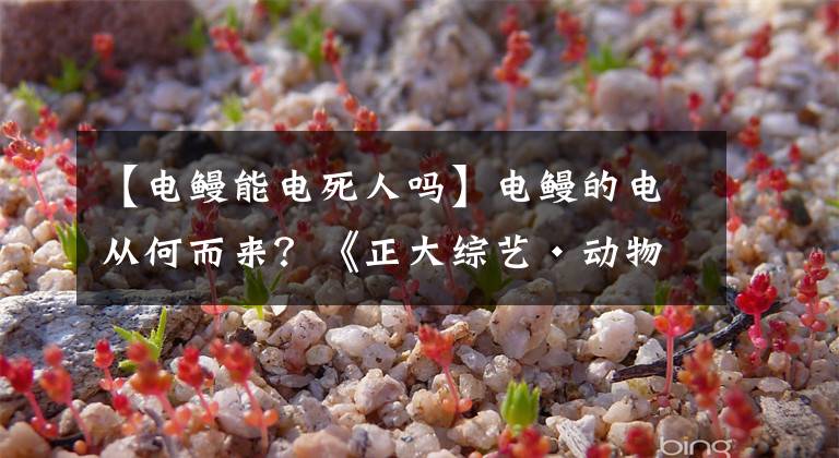 【电鳗能电死人吗】电鳗的电从何而来？《正大综艺·动物来啦》揭秘电鳗放电全过程