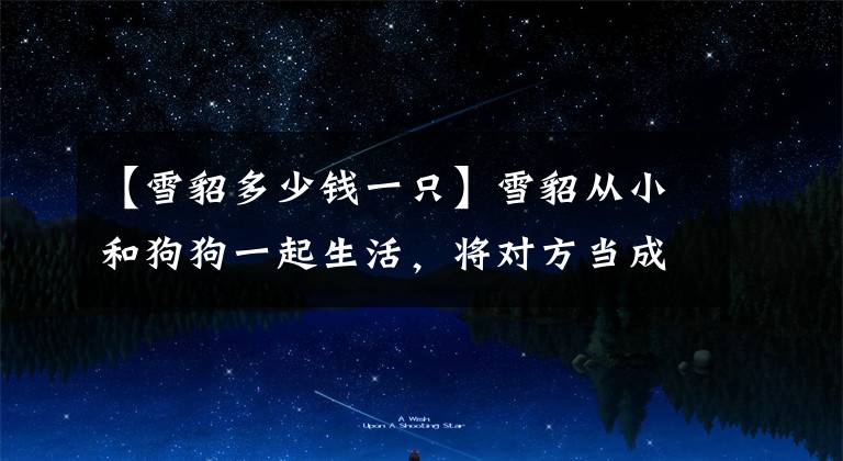 【雪貂多少钱一只】雪貂从小和狗狗一起生活，将对方当成自己家人，每天相伴亲密互动