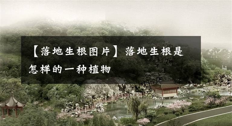 【落地生根图片】落地生根是怎样的一种植物