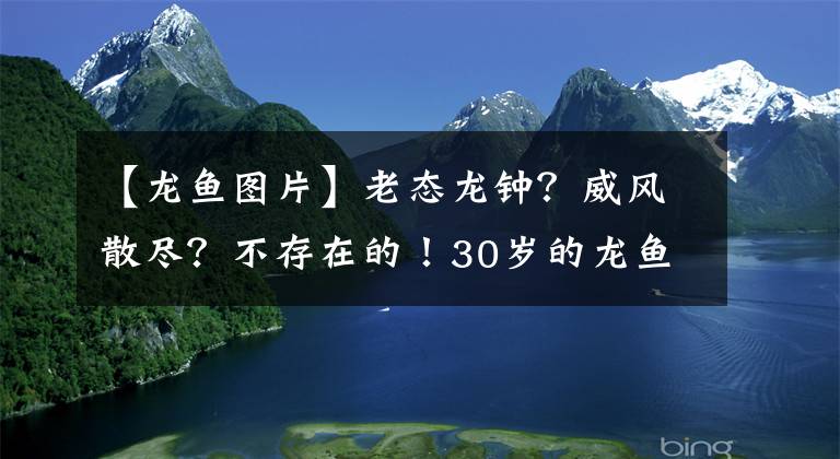【龙鱼图片】老态龙钟？威风散尽？不存在的！30岁的龙鱼大佬风采依旧