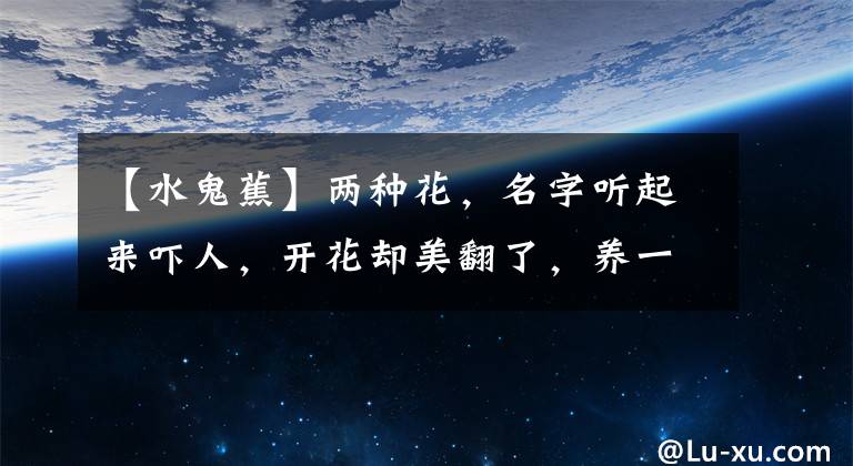 【水鬼蕉】两种花，名字听起来吓人，开花却美翻了，养一次就上瘾