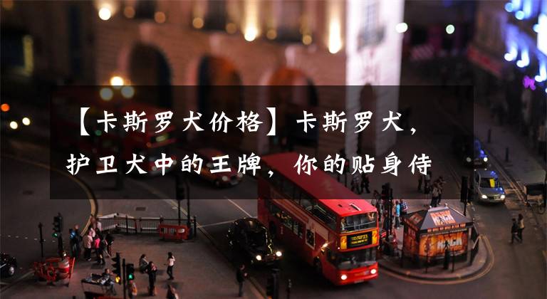 【卡斯罗犬价格】卡斯罗犬,护卫犬中的王牌,你的贴身侍卫!