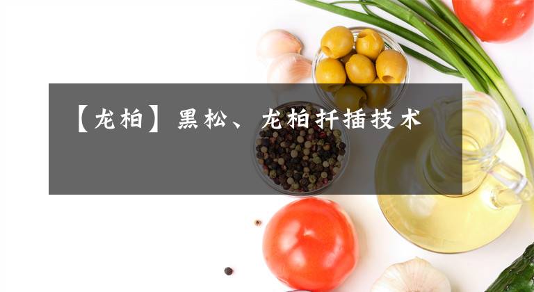 【龙柏】黑松、龙柏扦插技术