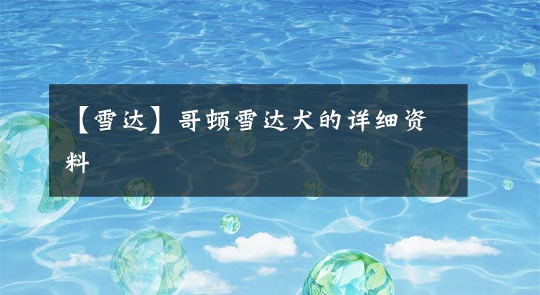 【雪达】哥顿雪达犬的详细资料