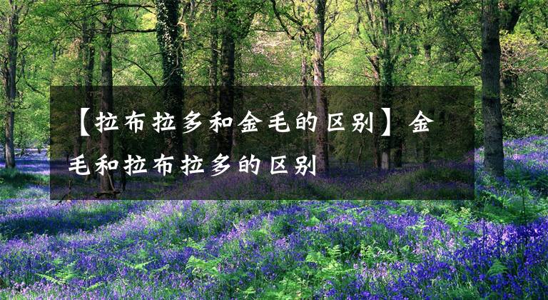 【拉布拉多和金毛的区别】金毛和拉布拉多的区别