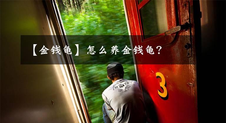 【金钱龟】怎么养金钱龟？