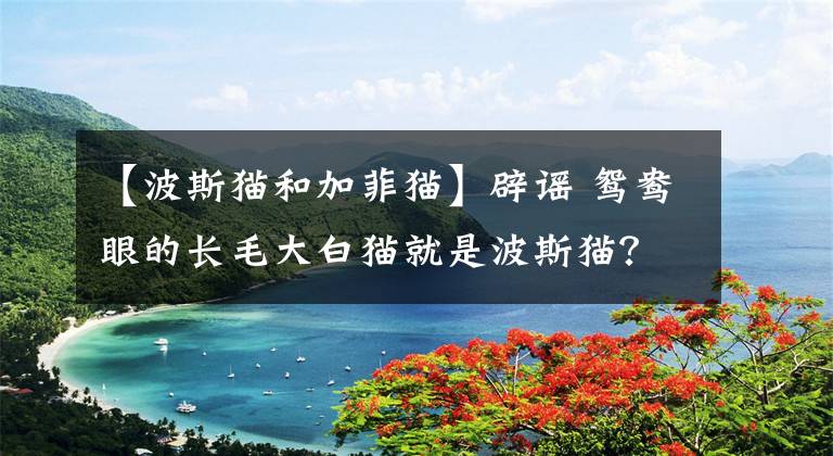 【波斯猫和加菲猫】辟谣 鸳鸯眼的长毛大白猫就是波斯猫？真正的波斯猫是这个样子的