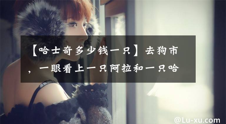 【哈士奇多少钱一只】去狗市,一眼看上一只阿拉和一只哈士奇,且价格都是两千元,纠结