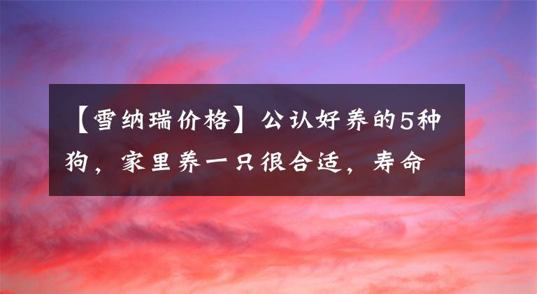 【雪纳瑞价格】公认好养的5种狗，家里养一只很合适，寿命很长，还越养越值钱