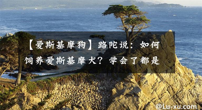 【爱斯基摩狗】路陀说：如何饲养爱斯基摩犬？学会了都是本事