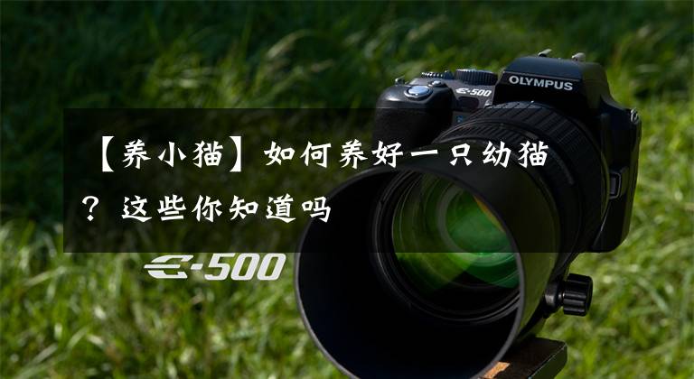 【养小猫】如何养好一只幼猫？这些你知道吗