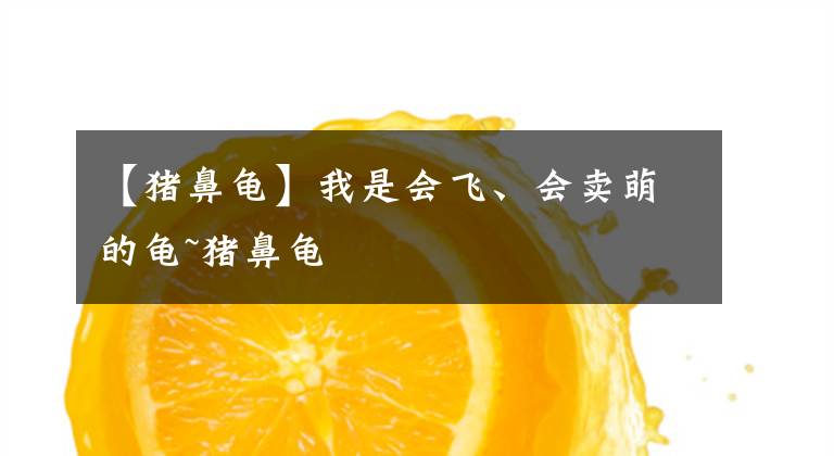 【猪鼻龟】我是会飞、会卖萌的龟~猪鼻龟