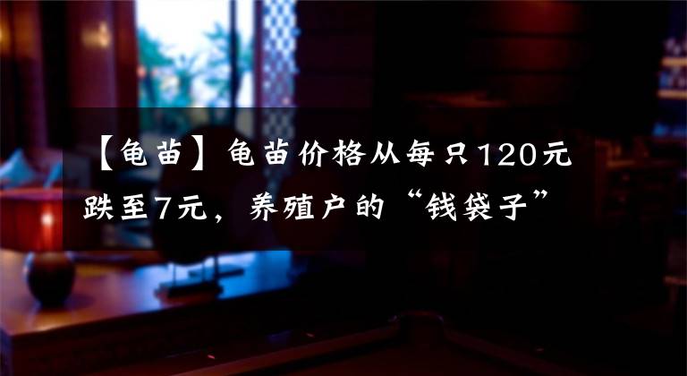 【龟苗】龟苗价格从每只120元跌至7元，养殖户的“钱袋子”怎么办？