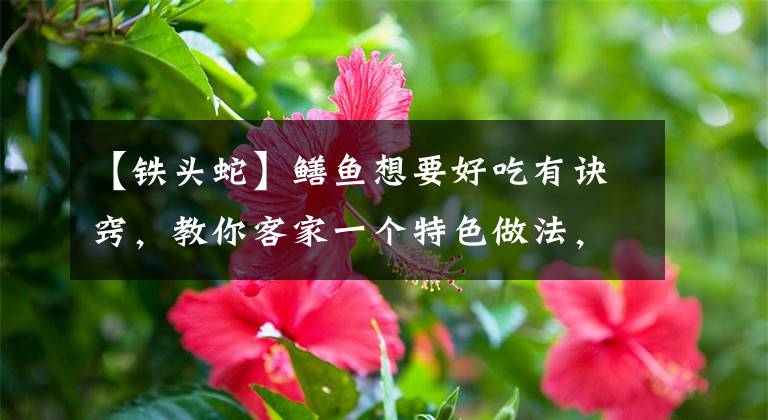 【铁头蛇】鳝鱼想要好吃有诀窍，教你客家一个特色做法，肉香味美，营养好吃