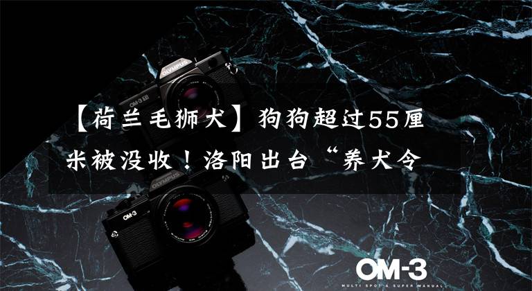 【荷兰毛狮犬】狗狗超过55厘米被没收!洛阳出台“养犬令”,看你家的狗合格吗