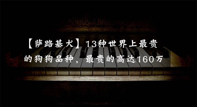 【萨路基犬】13种世界上最贵的狗狗品种,最贵的高达160万美元