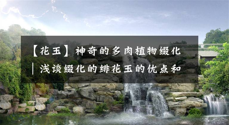 【花玉】神奇的多肉植物缀化｜浅谈缀化的绯花玉的优点和是否值得高价入手