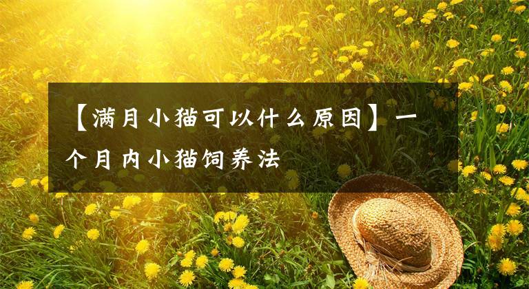 【满月小猫可以什么原因】一个月内小猫饲养法