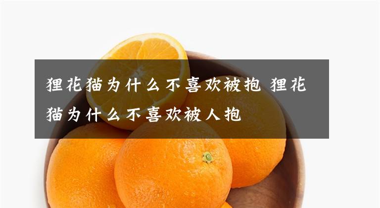 狸花猫为什么不喜欢被抱 狸花猫为什么不喜欢被人抱