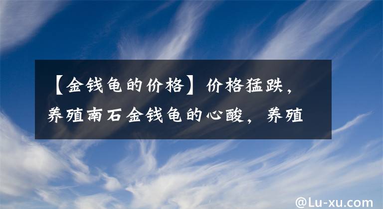【金钱龟的价格】价格猛跌，养殖南石金钱龟的心酸，养殖人真实写照