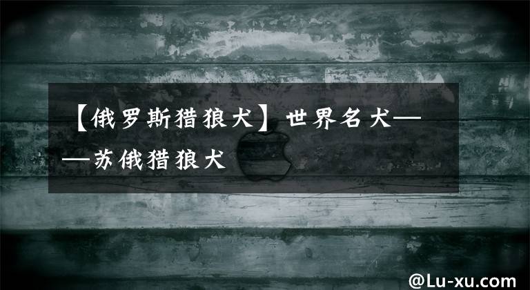 【俄罗斯猎狼犬】世界名犬——苏俄猎狼犬