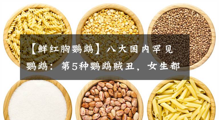 【鲜红胸鹦鹉】八大国内罕见鹦鹉：第5种鹦鹉贼丑，女生都喜欢第3种鹦鹉