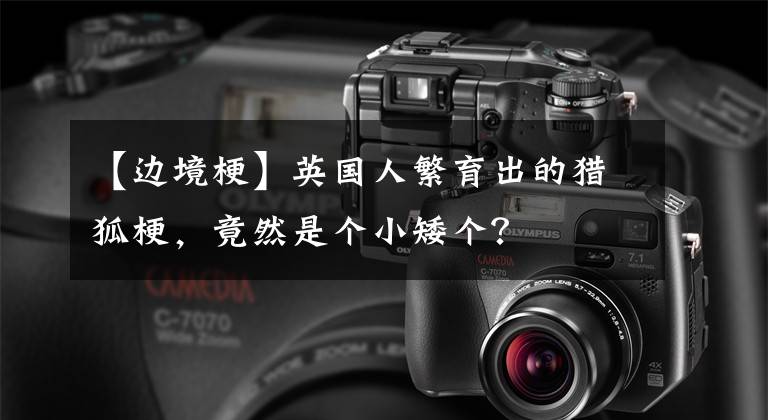 【边境梗】英国人繁育出的猎狐梗，竟然是个小矮个？