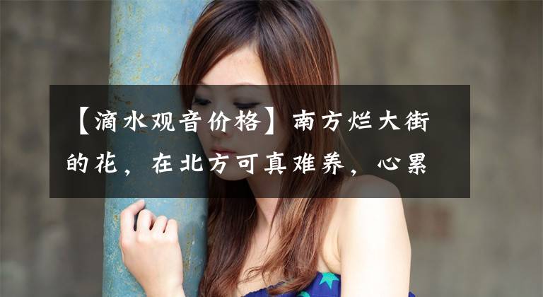 【滴水观音价格】南方烂大街的花,在北方可真难养,心累