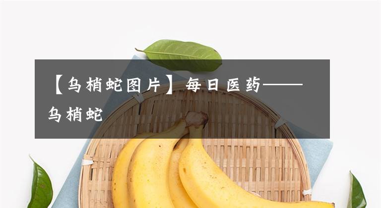 【乌梢蛇图片】每日医药——乌梢蛇