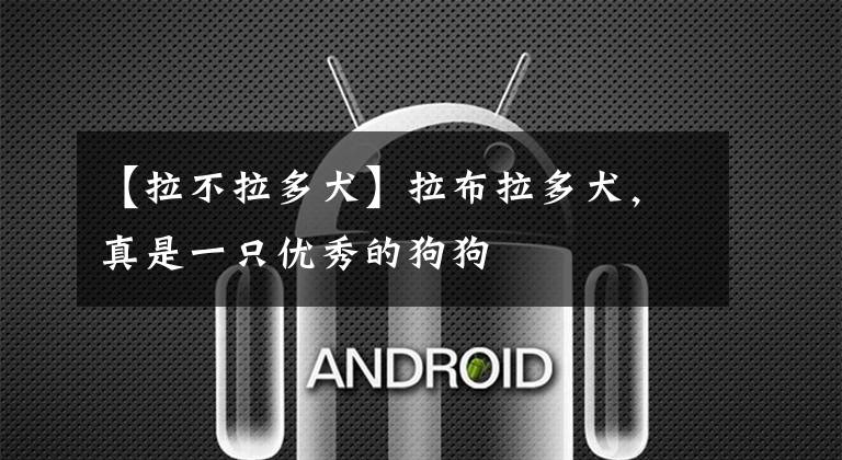 【拉不拉多犬】拉布拉多犬,真是一只优秀的狗狗