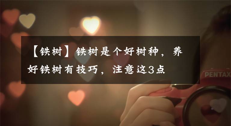 【铁树】铁树是个好树种,养好铁树有技巧,注意这3点