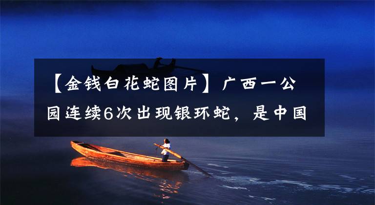 【金钱白花蛇图片】广西一公园连续6次出现银环蛇，是中国最毒的蛇，被咬了怎么办？