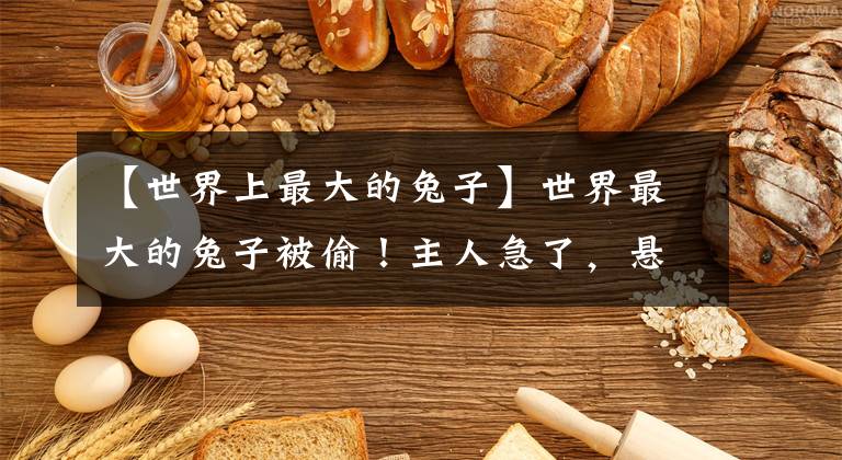 【世界上最大的兔子】世界最大的兔子被偷！主人急了，悬赏9000元