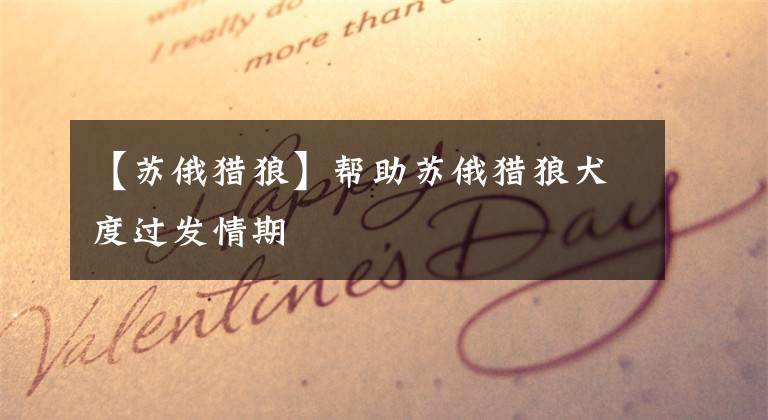 【苏俄猎狼】帮助苏俄猎狼犬度过发情期