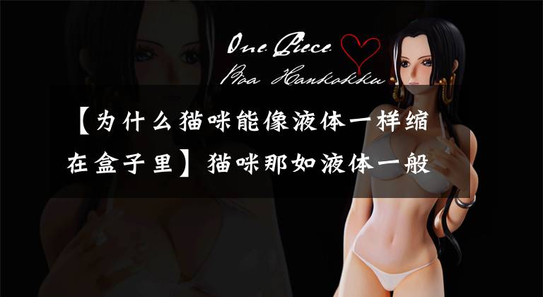 【为什么猫咪能像液体一样缩在盒子里】猫咪那如液体一般的身体是怎么来的？