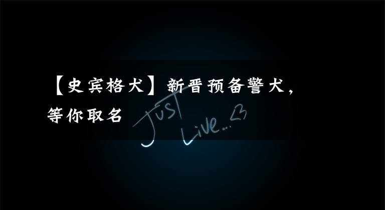 【史宾格犬】新晋预备警犬，等你取名