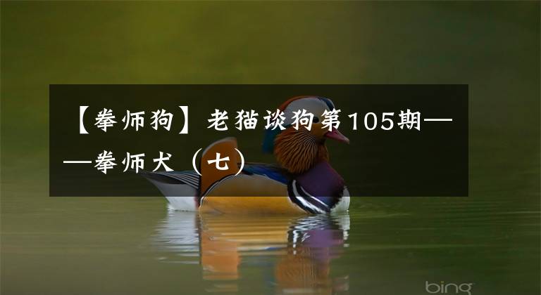 【拳师狗】老猫谈狗第105期——拳师犬（七）