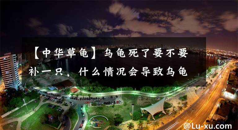 【中华草龟】乌龟死了要不要补一只,什么情况会导致乌龟死亡