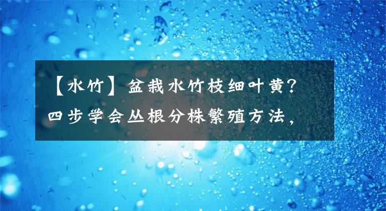 【水竹】盆栽水竹枝细叶黄?四步学会丛根分株繁殖方法,叶嫩枝粗