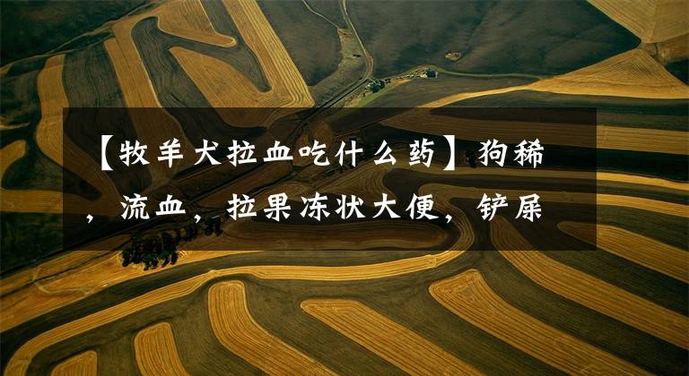 【牧羊犬拉血吃什么药】狗稀,流血,拉果冻状大便,铲屎官该怎么办?