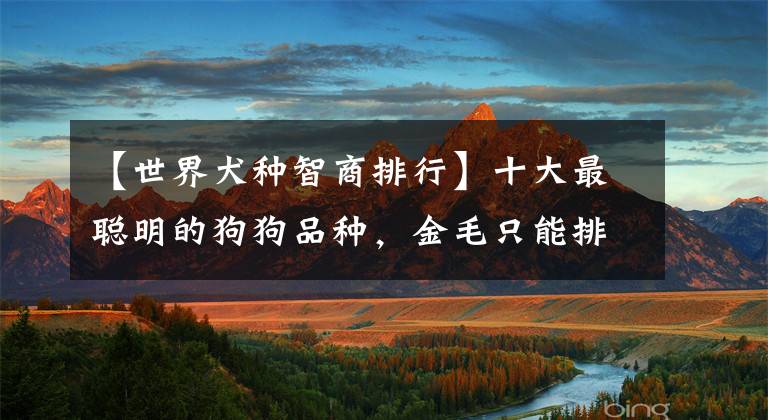 【世界犬种智商排行】十大最聪明的狗狗品种，金毛只能排第十！