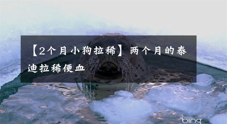 【2个月小狗拉稀】两个月的泰迪拉稀便血