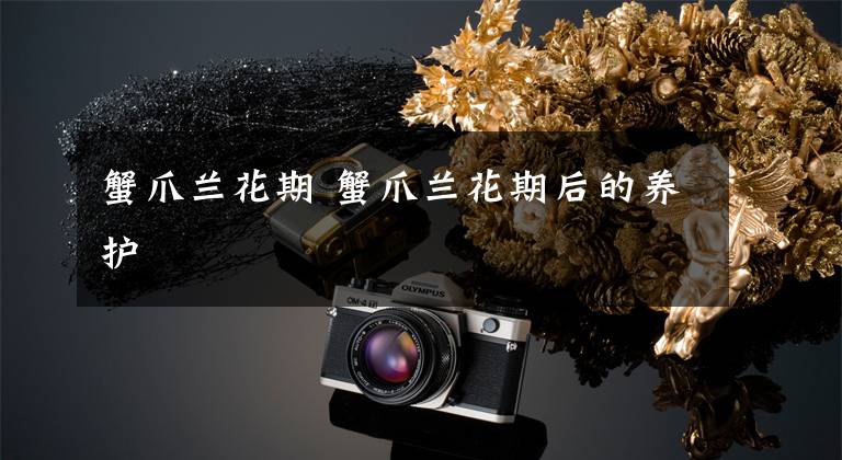 蟹爪兰花期 蟹爪兰花期后的养护