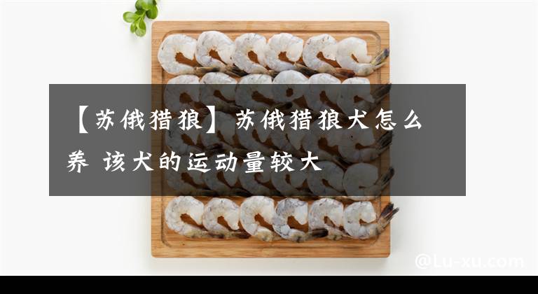 【苏俄猎狼】苏俄猎狼犬怎么养 该犬的运动量较大