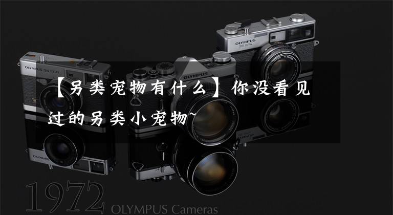 【另类宠物有什么】你没看见过的另类小宠物~