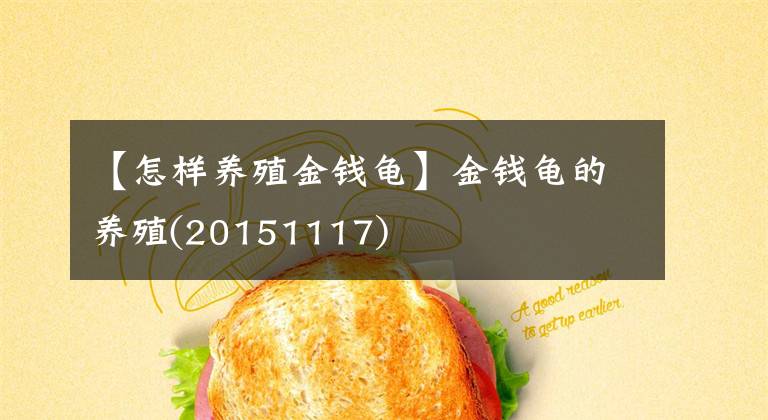 【怎样养殖金钱龟】金钱龟的养殖(20151117)